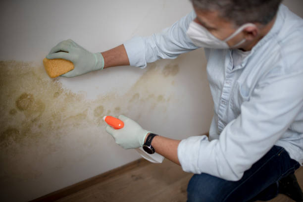 Reliable Grantley, PA Mold Removal Solutions