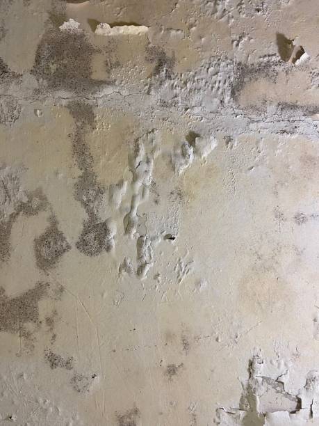 Best Affordable Mold Removal  in Grantley, PA