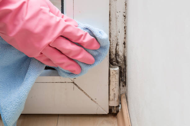 Best Commercial Mold Removal  in Grantley, PA