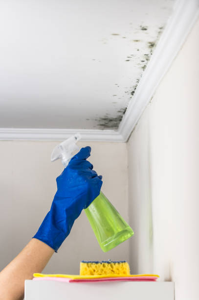 Best Fast Mold Removal  in Grantley, PA