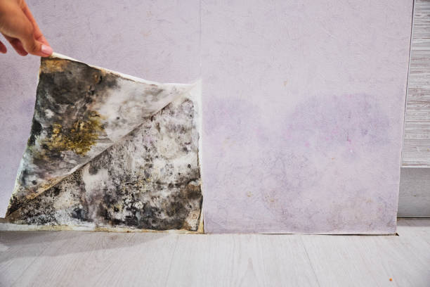Best Certified Mold Removal  in Grantley, PA